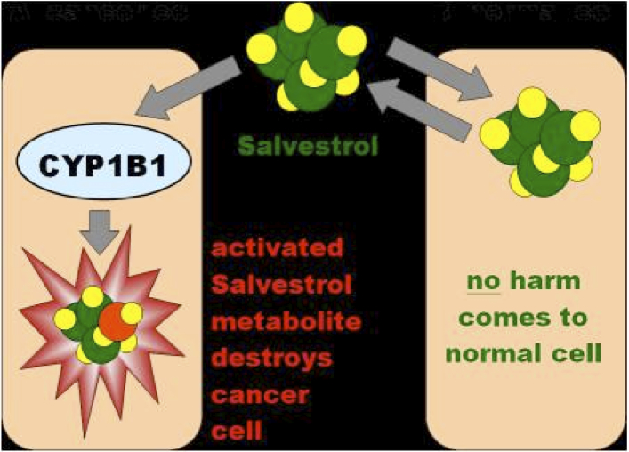 salvesterol